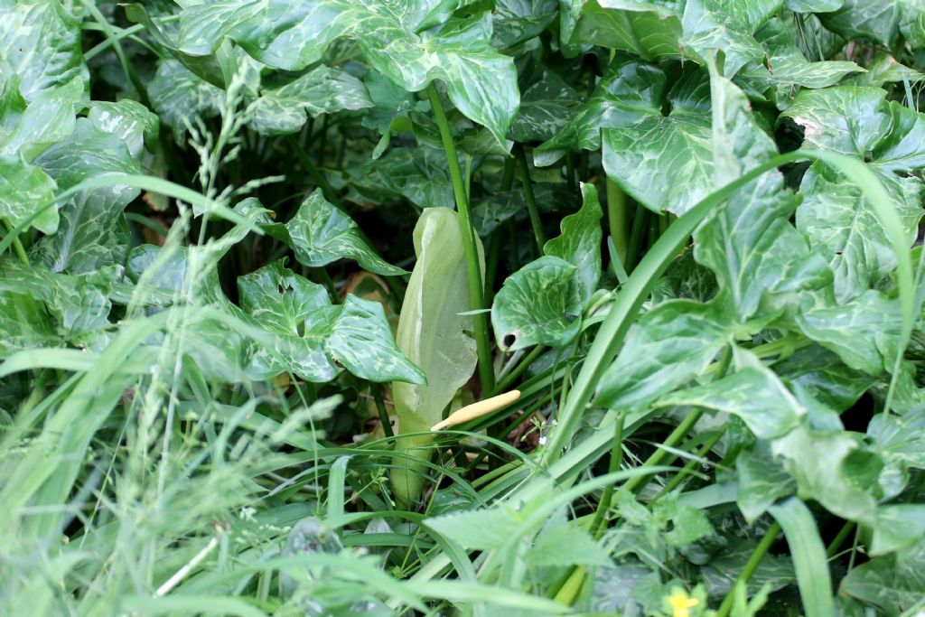 Arum italicum